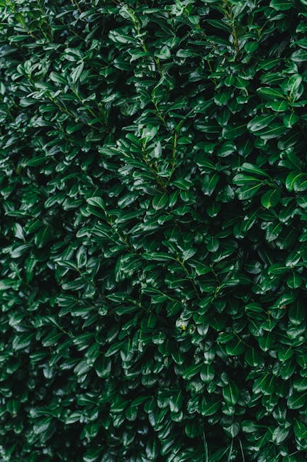 Close-up view of a dense, well-maintained hedge composed of glossy, dark green leaves that appear healthy and lush. The hedge is uniformly trimmed, forming a tidy vertical barrier along a garden border. No tools or human activity are visible in the image, but the texture of the leaves suggests recent trimming or regular pruning. The environment around the hedge hints at a tidy garden setting, suitable for landscaping work and outdoor garden maintenance by Gardeners Putney. Natural light illuminates the leaves, highlighting their rich color and smooth surfaces.