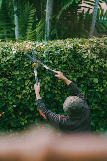 A man in casual clothing, wearing a blue t-shirt and jeans, is trimming a tall, dense hedge with a long-handled electric hedge trimmer in a well-maintained garden. The hedge consists of bright green, leafy foliage, and the man is carefully shaping the top and sides. The garden features a lawn, and in the background, there are several other trees and hedges, suggesting a spacious outdoor area. The sunlight filters through the trees, casting natural light on the scene, highlighting the textures of the trimmed leaves, the grass, and the soil underneath. This image illustrates professional garden maintenance and hedge trimming work, showcasing the clean cuts and tidy appearance achieved through proper landscaping tools, with the assistance of Gardeners Putney, a company specializing in gardening services.