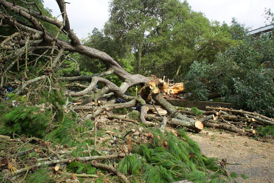 A fallen tree with a large, broken trunk and extensive branches lies across a garden area, with some trunks showing fresh cuts and exposed timber. Surrounding the tree are scattered green pine branches, twigs, and mulch, indicating recent tree removal or storm damage. The garden features a lawn with neatly trimmed grass, bordered by garden beds and hedges. In the background, mature leafy trees provide a lush green canopy, and a paved pathway runs alongside the scene. The environment appears to be outdoors in daylight, with soft, diffused sunlight due to an overcast sky, emphasizing textures of the wet soil, bark, and foliage. The image suggests ongoing garden maintenance or landscaping work, which local Putney gardeners, like Gardeners Putney, can assist with, reflecting compliance with Wandsworth Council rules for tree works.